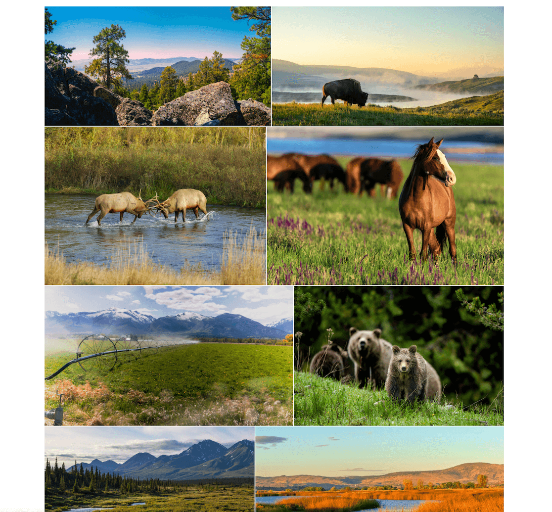 Envira Gallery example