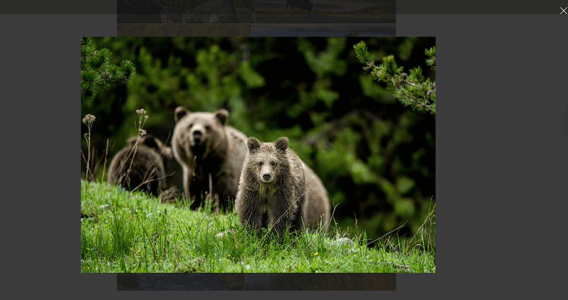 Envira lightbox example